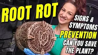 Root rot can ruin your grow! Signs, Prevention and Treatment.