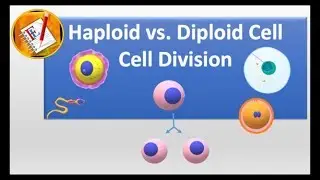 Haploid vs Diploid cell and Cell division