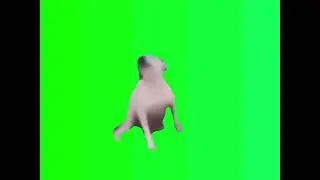 Dancing dog green screen