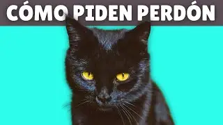 ¿Cómo se DISCULPAN los gatos con los humanos?