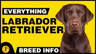 Everything About - LABRADOR RETRIEVER | Dogs 101 - Dog Breed Information & Facts