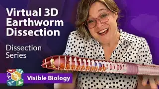 Visible Biology | Dissecting an earthworm in virtual 3D with Dr. Harley