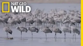 Thousands of Cranes Take Flight in One of Earths Last Great Migrations | Nat Geo Wild