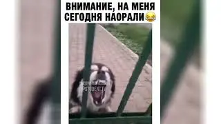 Внимание, на меня сегодня наорали