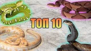 ТОП 10 ЗМЕЙ ОБИТАЮЩИХ НА ТЕРРИТОРИИ РОССИИ