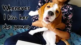 Whenever I kiss her she yawns - Beagle Puppy Video - Cute Dog Video 