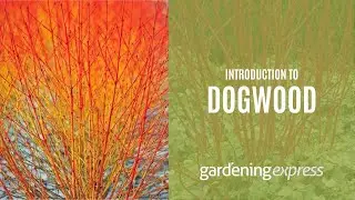 An Introduction to Dogwood - Gardening Express