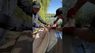 ДИЧЬ 🐟 РАЗДЕЛКА КРУПНОГО СОМА 