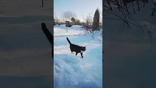 у кота Чувачка все сугробы замёрзли Теперь он может передвигаться как по асфальту 