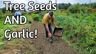 Planting Garlic with Nut Seeds!?!?