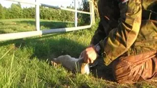 Air Rifle Hunting, Rabbit Hunt, MAY 2010.