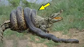 A huge python twisted a crocodile, but then something terrible happened!