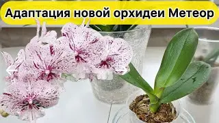 Азиатская орхидея Метеор АДАПТАЦИЯ И УХОД. Про орхидеи почтой и продавцов орхидей