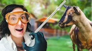 My First Time Artificially Inseminating a Goat – and I Didn't Expect This to Happen! 😬