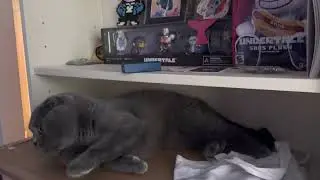 Gray cat playing