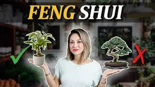 Feng Shui - BEST INDOOR HOUSE PLANTS (Boost Health & Wealth PLUS 2 to AVOID!)