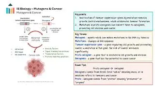 Cell Cycle - Mutagens & Cancer  [IB Biology HL]