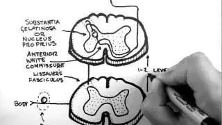 Spinal Pathways 3 - Spinothalamic Tract