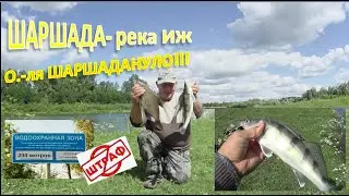 Шаршада -  река ИЖ.   Ну и меня ШАРШАДАНУЛО!!!