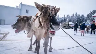 Энергия Югры. Олени