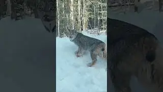 Соперник алабаев в Закарпатье