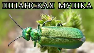 ШПАНСКАЯ МУШКА - Жук с оригинальным названием