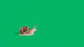 Snail walking green screen video | Snail walking green screen no copyright