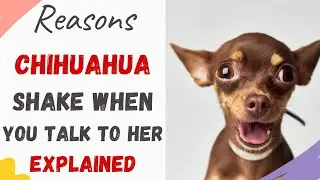 Why Does My Chihuahua Shake When I Talk to Her (Explained)