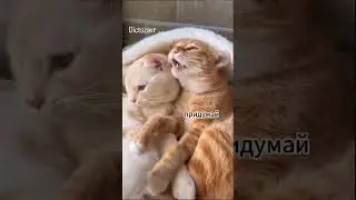 Повод