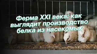 Ферма XXI века: как выглядит производство белка из насекомых