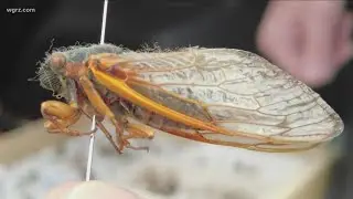 Cicada season, WNY impact low