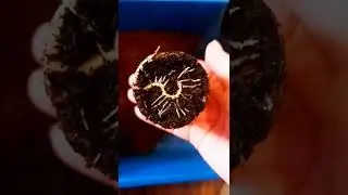 Нелепые пакеты пригодились! Не знаю, заглублять ли клещевину?