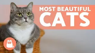 Top 10 MOST BEAUTIFUL CAT BREEDS in the WORLD 🐱💕