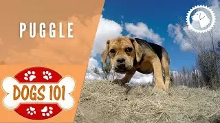 Dogs 101 - PUGGLE - Top Dog Facts about the PUGGLE | DOG BREEDS 🐶 Brooklyns Corner