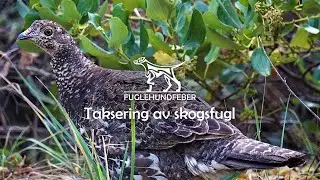Taksering av skogsfugl - Fuglehundfeber Ep12