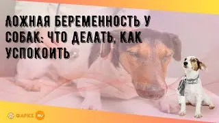 Ложная беременность у собак: что делать, как успокоить