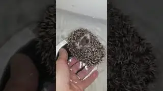 Hedgie Boo the Hedgehog's First Bath 🦔🛁 #hedgehog #hedgehoglife #cuteanimals