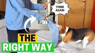 How to Punish Your Beagle The right way