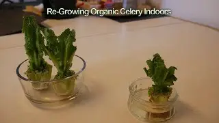 Growing Organic Celery Indoors to Full Maturity