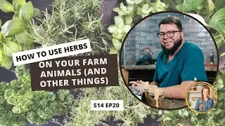 S14: E20: How to Use Herbs on Your Farm Animals (and other things)