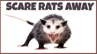 Noise To Scare Rats Away | Anti Rodents Repellent