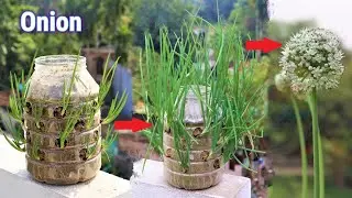 Unique Method to Grow Onion at Home || Use Waste Plastic Bottle to Onion Planting