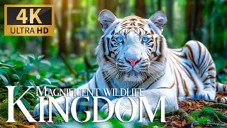 Magnificent Wildlife Kingdom 🦓 Stunning Wildlife Disclosure with Soft Piano Melodies 🎵 Blissful