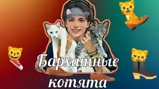 песня про Бархатные котята (Mashup) #holybam #gazan