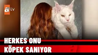 Dev kedi ‘Kefir’ - atv Haber 21 Ocak 2022