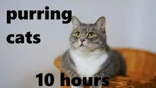 Purring Cats (10 hours)