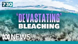 200-year-old corals are dying in mass bleaching of Great Barrier Reef | 7.30