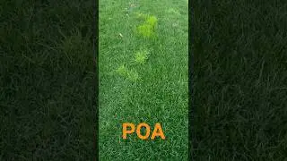 Signs of POA in the Fall. Timing for pre-emergent is critical!  #poa #lawncare #falllawwn