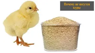 С какого возраста цыплятам дают пшеницу