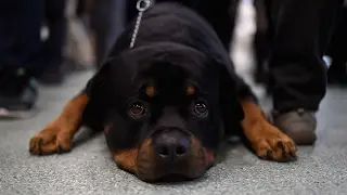Big breeds top AKC's most popular dogs list